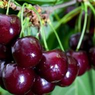 Саженец Вишня Спутница в контейнере